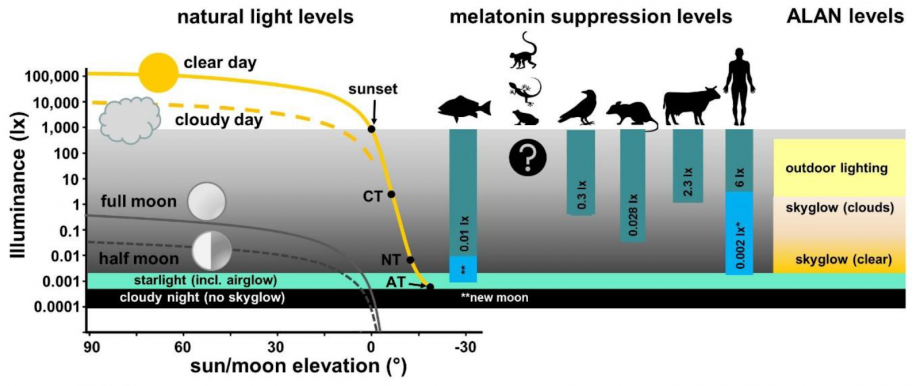 Grubisic_et_al.,_2019_Melatonin_suppression_fig_1.png