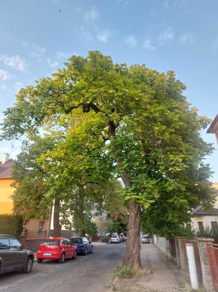 Snímek_obrazovky_2025-09-03_093231.png