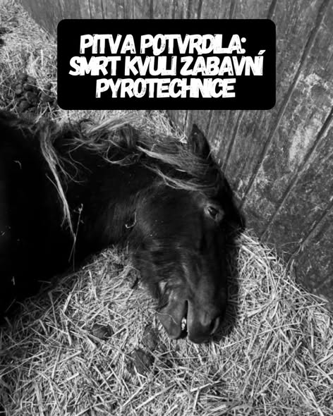 klisna.jpeg