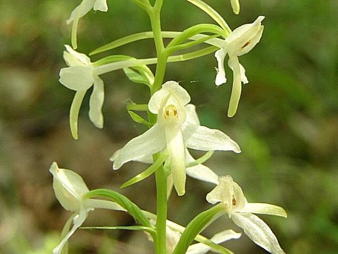 platantherabifoliaherb2.jpg