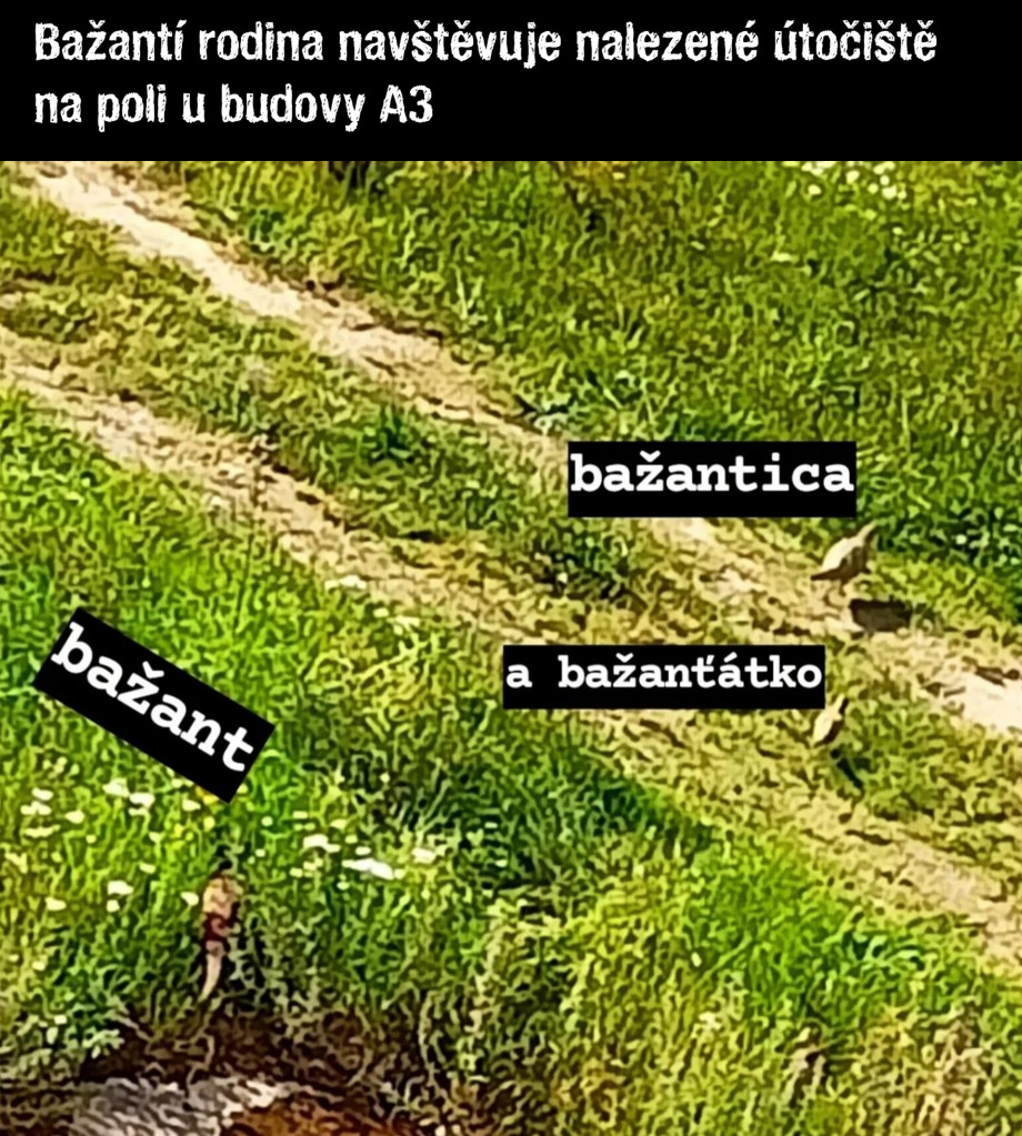 trava2.jpg